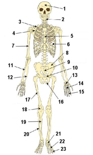 Name The Bone Quiz No. 1.JPG