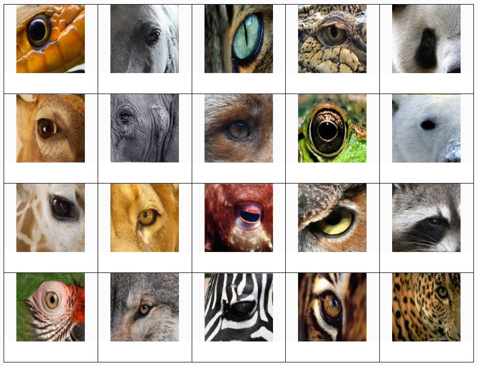 Animal Eye Quiz No. 1.JPG