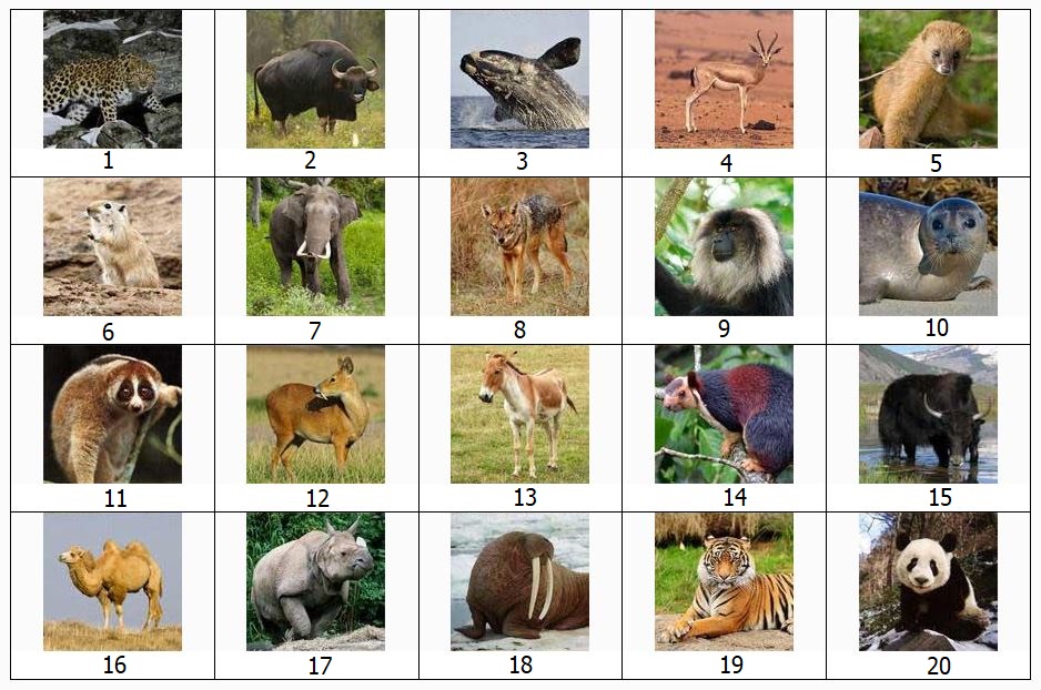 Asian Mammals Quiz No. 1.JPG
