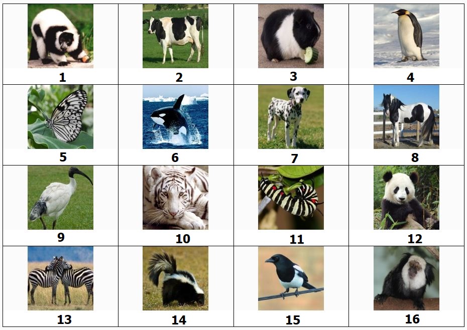 Black & White Animals Quiz No. 1.JPG