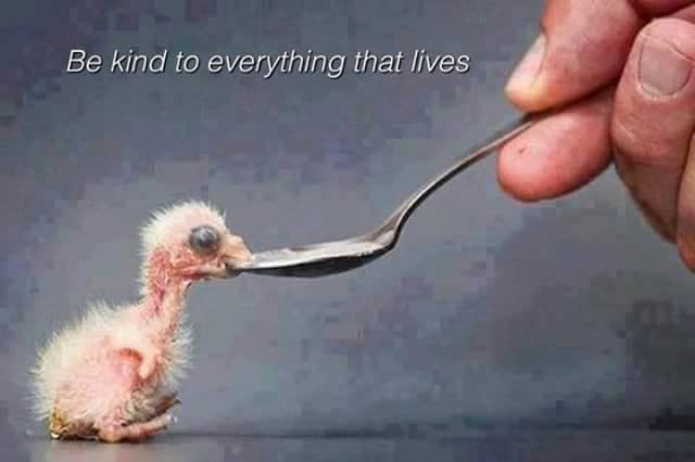 Baby bird.jpg