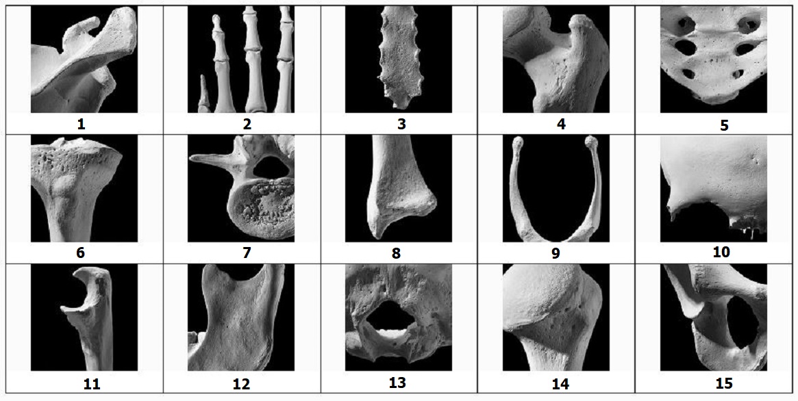 Identify The Bones Quiz No. 1.JPG