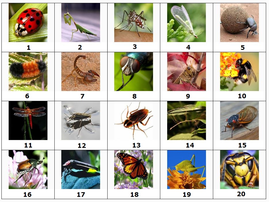 Bugs Quiz No. 1.JPG