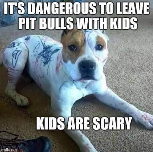 Pit Bull.jpg